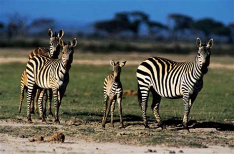 Fauna da África   Animais e Fotos | Meio Ambiente ...