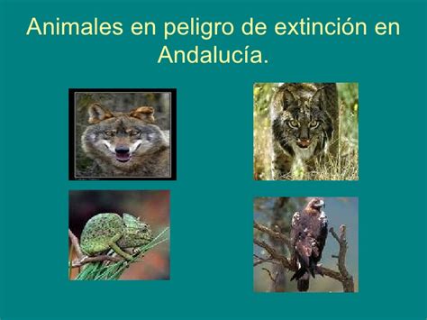 Fauna De AndalucíA