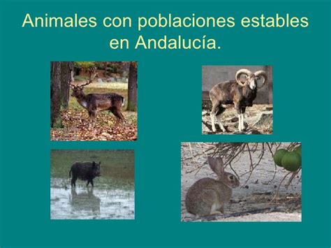 Fauna De AndalucíA