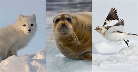 Fauna do frio: 10 animais para você conhecer em expedição ...