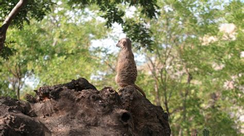 Faunia: parque temático de la Naturaleza en Madrid ...