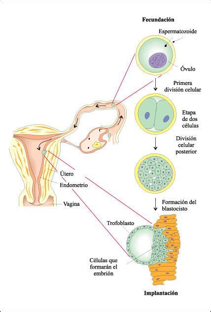 Fecundación, desarrollo embrionario y parto