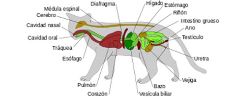 Felis silvestris catus   Wikipedia, la enciclopedia libre