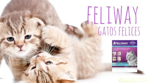 Feliway, Las Feromonas para Gatos   YouTube
