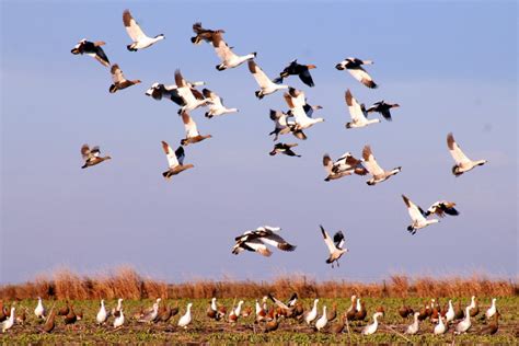 ¡Feliz Día Mundial de las Aves Migratorias! | Humedales