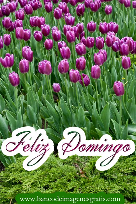 FELIZ DOMINGO/HAPPY SUNDAY on Pinterest | Happy Sunday ...