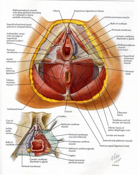 Female Anatomy Pelvis   Human Anatomy Diagram