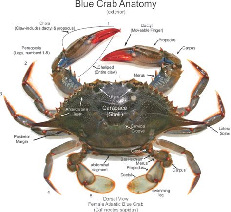 Female Atlantic Blue Crab Anatomy – Callinectes sapidus ...