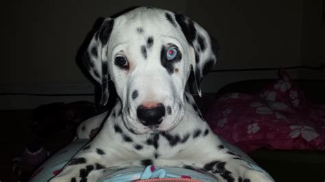 Female Dalmatian Puppy for Sale | Blackwood, Caerphilly ...