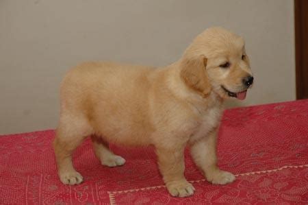 Female Golden Retriever Puppies For Sale