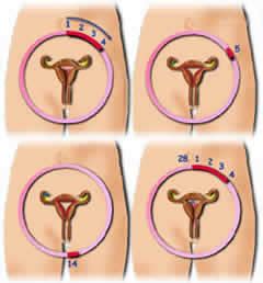 Femenina » periodo menstrual