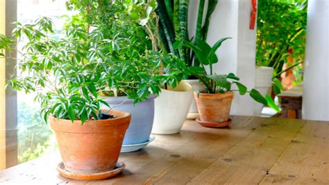 Feng Shui: las plantas que debemos tener en casa para ...