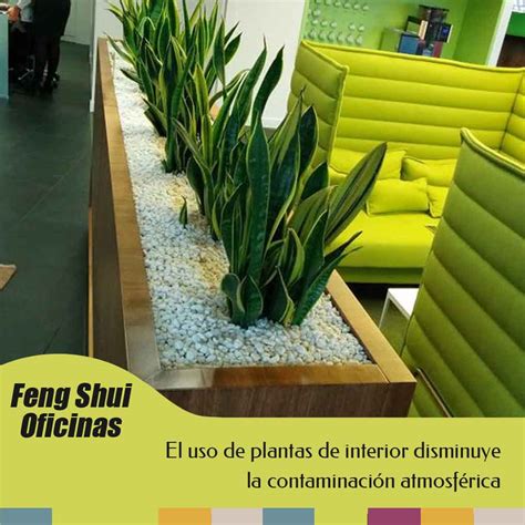 Feng Shui plantas en el trabajo | YEN Estudio