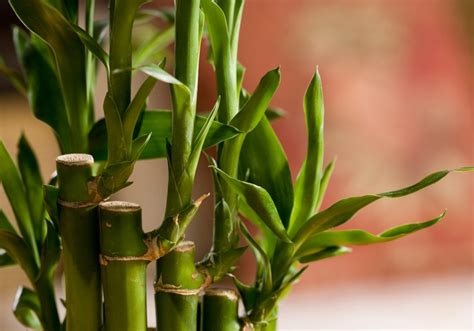 Feng Shui: plantas que atraem boas energias para o seu lar ...