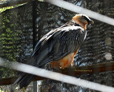 fenixavisunica .: Las aves del Zoo de Jerez