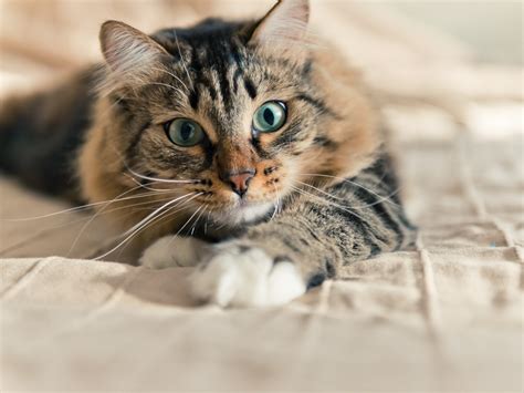 Feromonas de los gatos, ¿qué son y cómo las sienten?