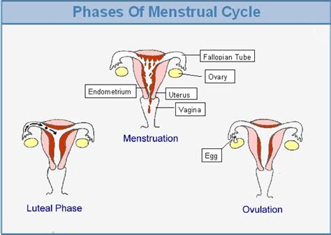 Fertility Information   Understanding Your Menstrual Cycle