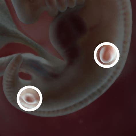 Fetal development 6 weeks pregnant BabyCenter India