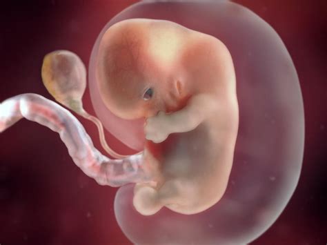 Fetal development week by week   BabyCentre UK