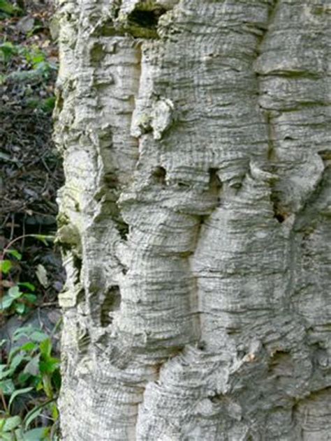 Ficha de alcornoque  Quercus suber