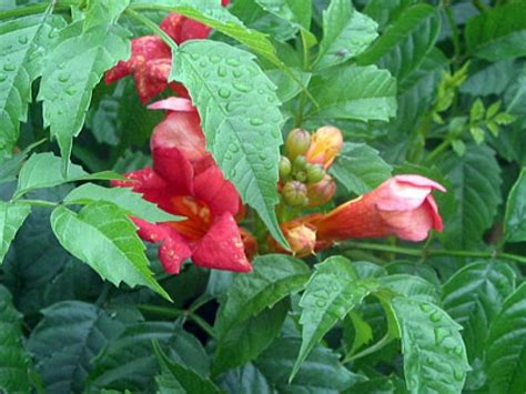 Ficha de la Catharanthus roseus | Plantas