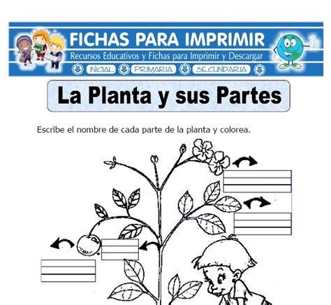 Ficha de la Planta y sus Partes para Primaria   Fichas ...