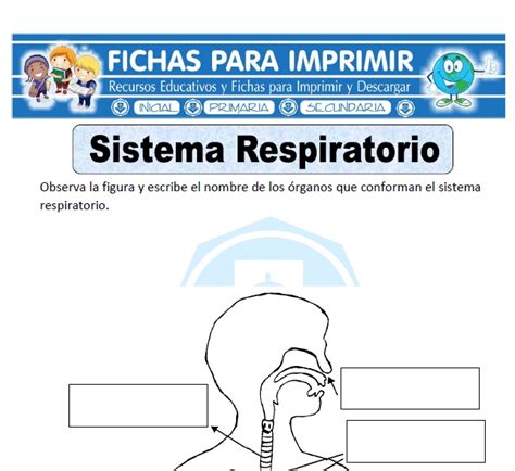 Ficha de Sistema Respiratorio para Primaria   Fichas para ...