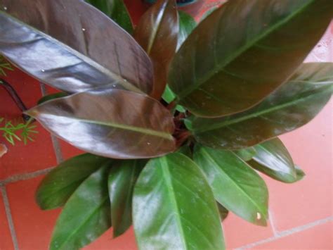 Ficha del Philodendron | Plantas