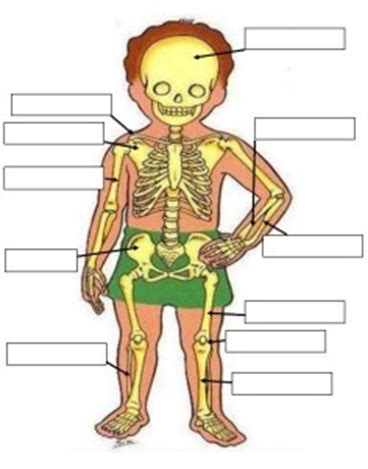 Ficha del sistema óseo | Educación Primaria