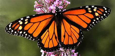 Ficha: Mariposa monarca,
