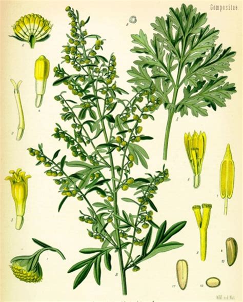 . Fichas de plantas para remedios medicinales: hierbas ...
