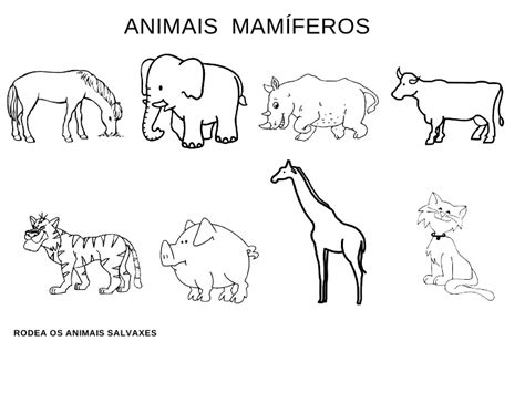 Fichas mamíferos