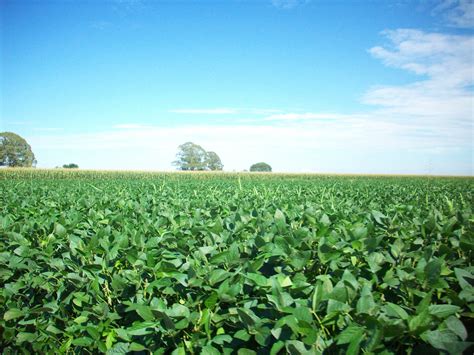 Ficheiro:Cultivo de soja.jpg – Wikipédia, a enciclopédia livre