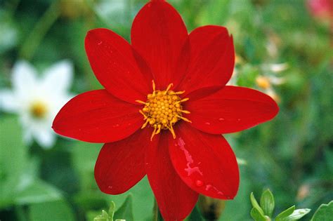 Ficheiro:Flor llorona.jpg – Wikipédia, a enciclopédia livre