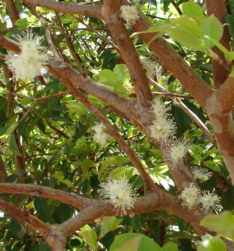 Ficheiro:Jabuticaba flor.jpg – Wikipédia, a enciclopédia livre