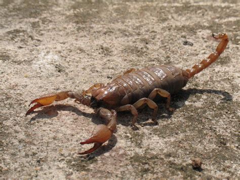 Fichier:Scorpion 01.JPG — Wikipédia