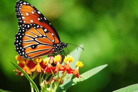 Field Notes and Photos: Florida Fall Butterflies