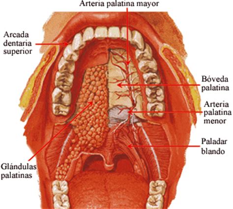 Fig. 12.38. Región palatina. | Protesis | Pinterest | Facial