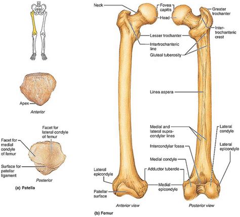 fig 7.28 bones of the right thigh and knee | susuliban ...