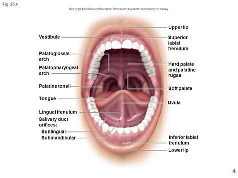 Fig Oral cavity Parotid Tongue gland Teeth Sublingual ...