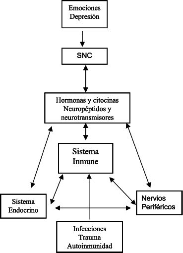 Figura 1. Interacción entre el sistema nervioso central ...