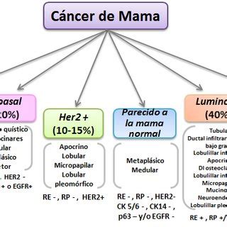 Figura 3. Clasificación Molecular del Cáncer de mama ...