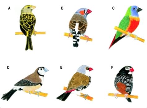 Figura 5. Especies de pájaros introducidos a México, que ...
