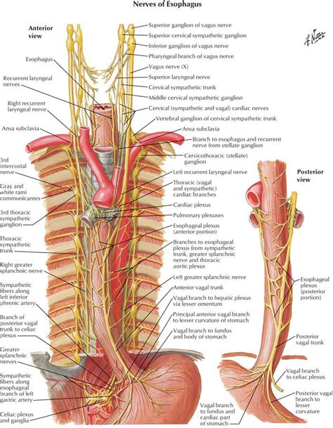 Figure 4 | Esophagus   anatomy and development : GI ...