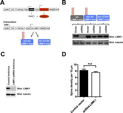 Figures and data in Palmitoylation of LIM Kinase 1 ensures ...