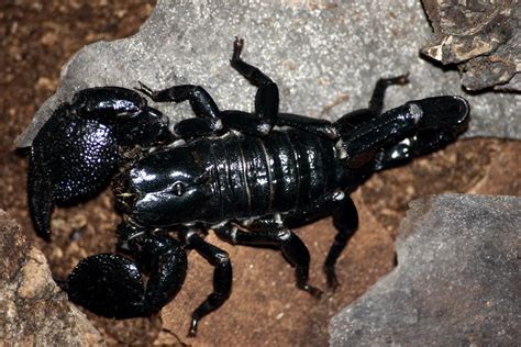 Fil:Emporer scorpion.jpg – Wikipedia