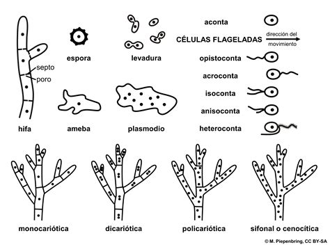 File:01 03 estructuras celulares de hongos y algas  M ...