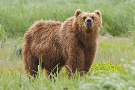 File:2010 kodiak bear 1.jpg   Wikipedia