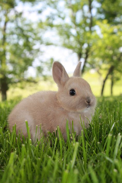 File:4 Week Old Netherlands Dwarf Rabbit.JPG   Wikipedia