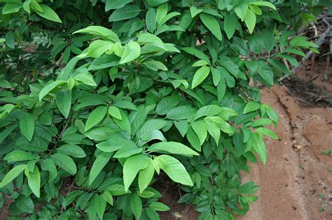 File:Annona squamosa  Custurd Apple  plant in Hyderabad ...